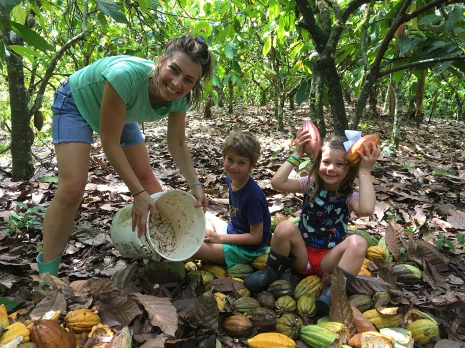 Harvesting at zorzal cacao