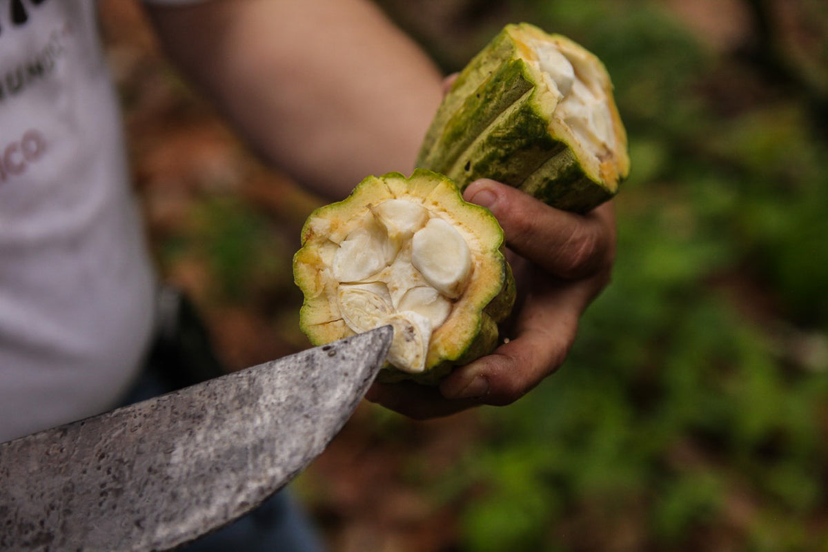 While most fresh cacao beans are purple, the Almendra Blanca beans are predominantly white.