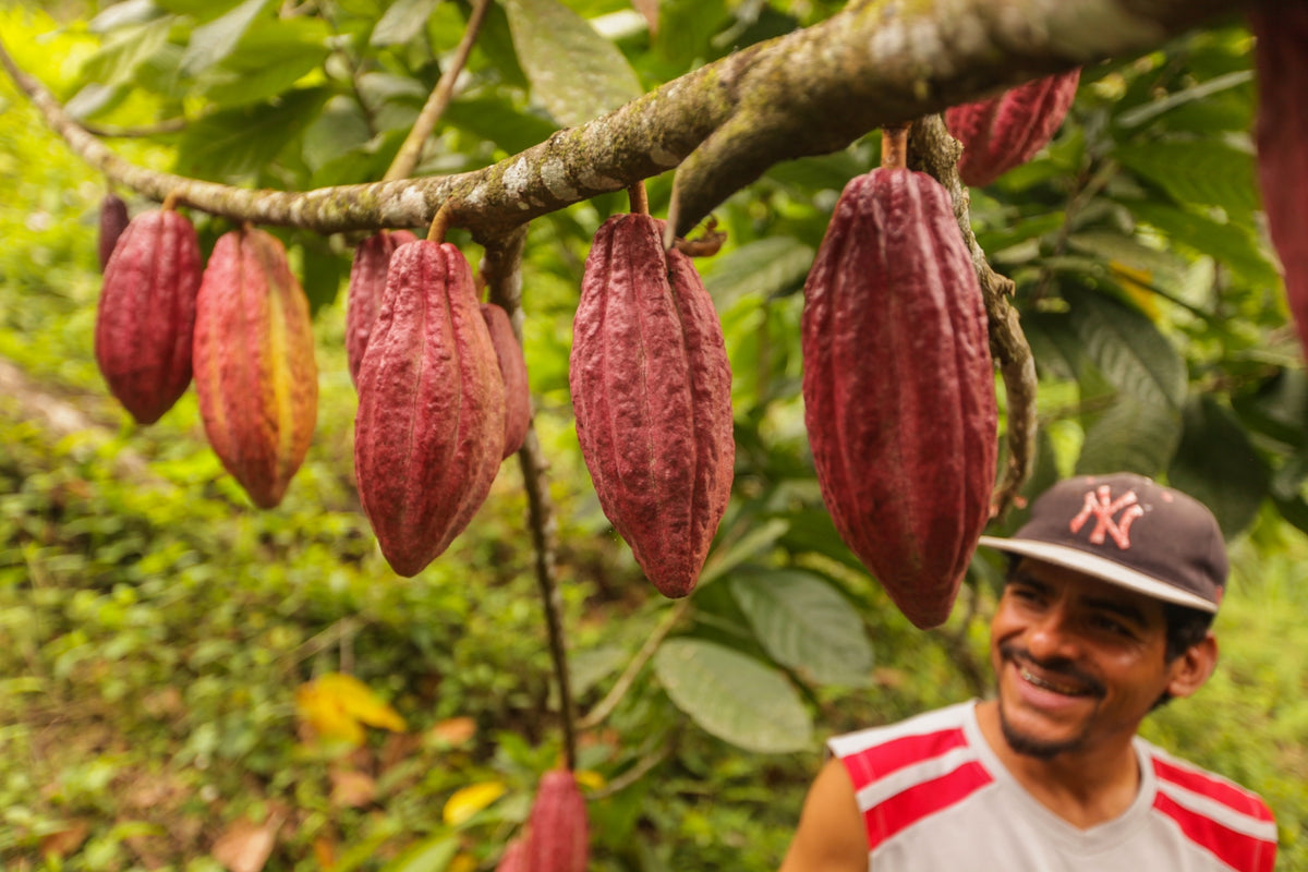 Bayardo’s cousin, Leonel Blandon, with ripening cacao pods on his farm.